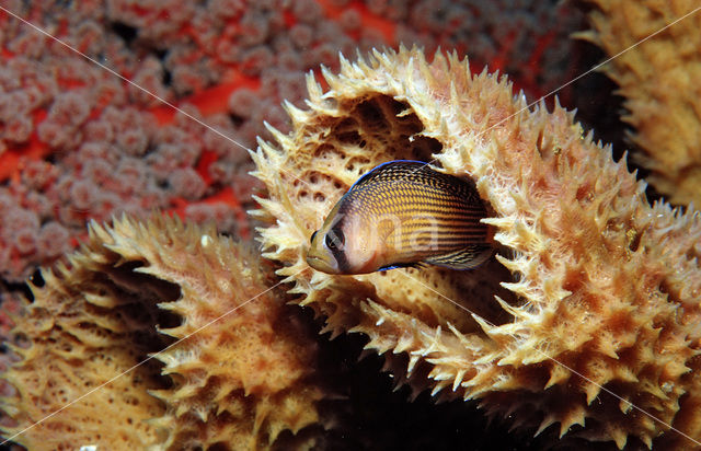 Dwergzeebaars (Pseudochromis splendens)