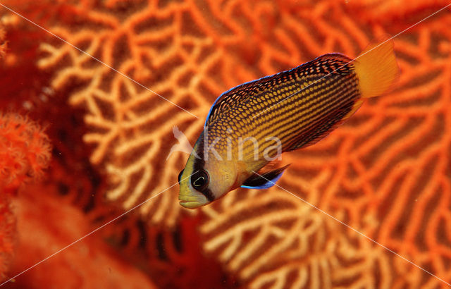 Dwergzeebaars (Pseudochromis splendens)