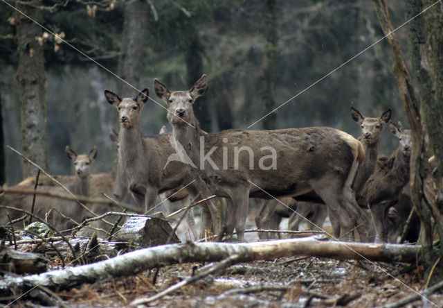 Edelhert (Cervus elaphus)