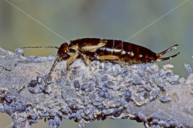 Europese oorworm (Forficula auricularia)