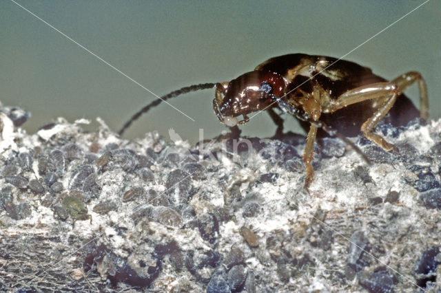 Europese oorworm (Forficula auricularia)