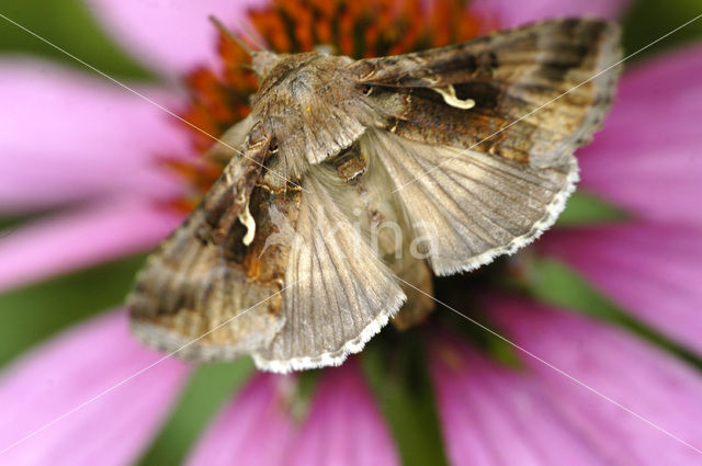 Gamma-uil (Autographa gamma)