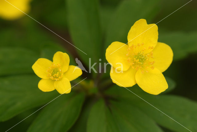 Gele anemoon (Anemone ranunculoides)