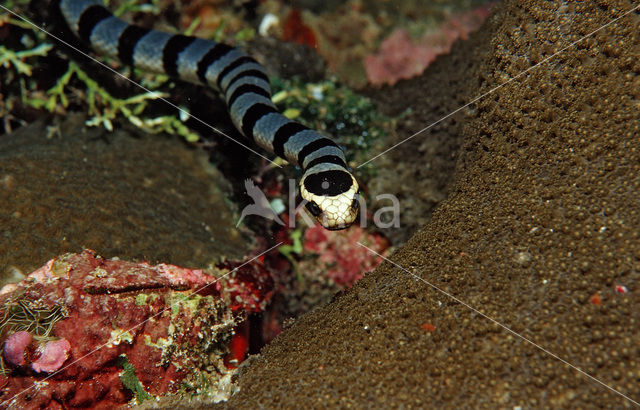 Gestreepte zeeslang (Laticauda colubrina)