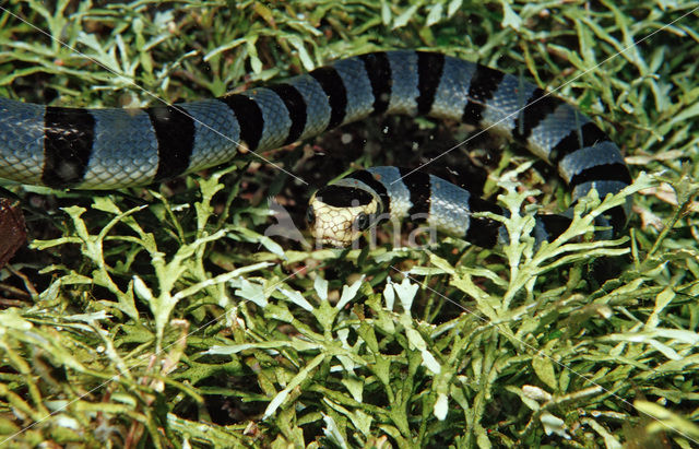 Gestreepte zeeslang (Laticauda colubrina)