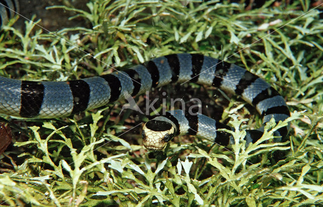 Gestreepte zeeslang (Laticauda colubrina)