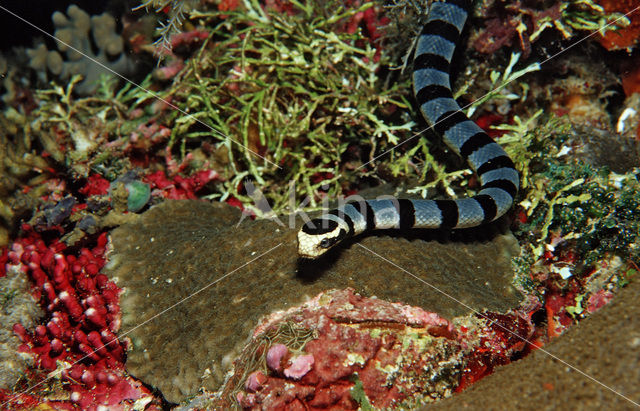 Gestreepte zeeslang (Laticauda colubrina)