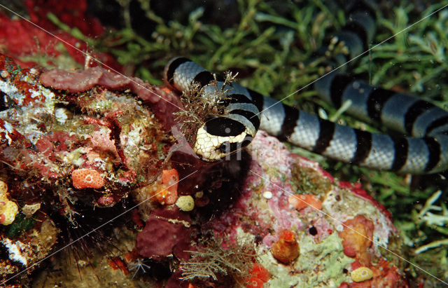 Gestreepte zeeslang (Laticauda colubrina)