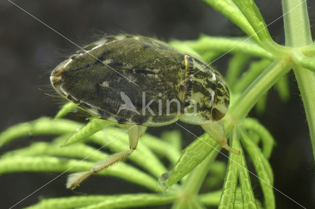 Gevlekte zwemwants (Naucoris maculatus)