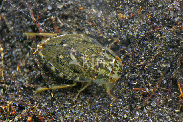 Gevlekte zwemwants (Naucoris maculatus)