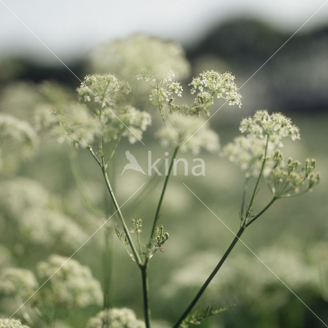 Gewone bereklauw (Heracleum sphondylium)