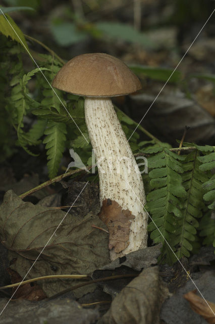 Gewone berkenboleet (Leccinum scabrum)