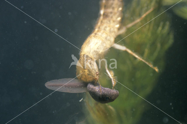 Great Diving Beetle (Dytiscus marginalis)