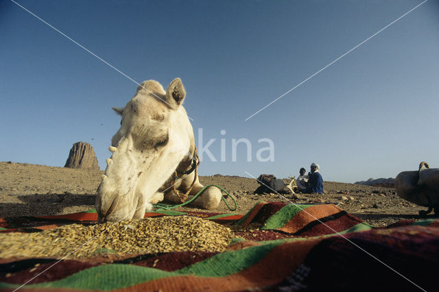 Bactrian Camel