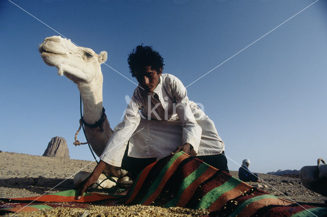 Bactrian Camel