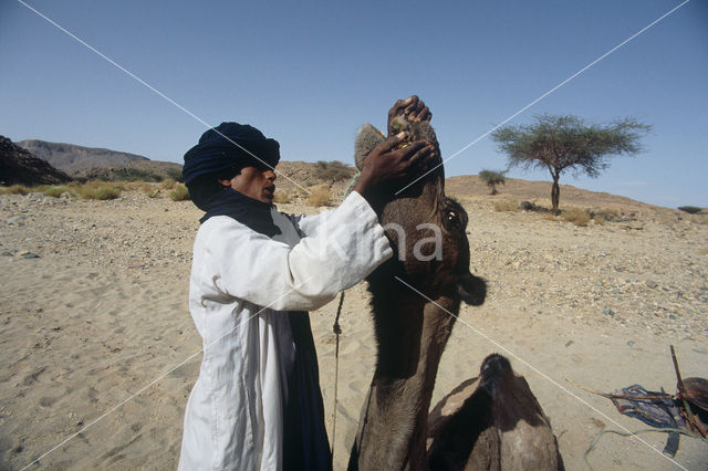 Gewone kameel (Camelus ferus)