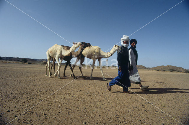 Bactrian Camel