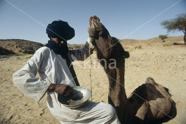 Bactrian Camel