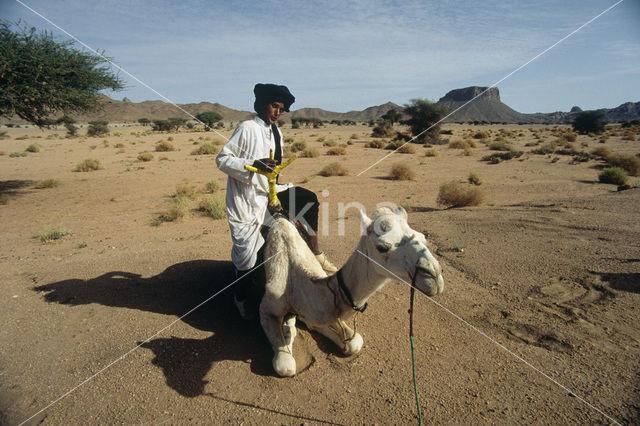 Gewone kameel (Camelus ferus)