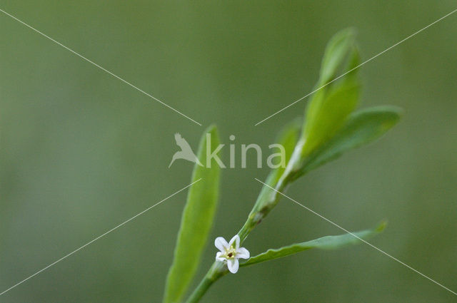 Gewoon varkensgras (Polygonum aviculare)