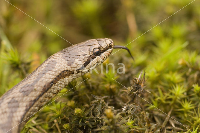 Gladde slang (Coronella austriaca)