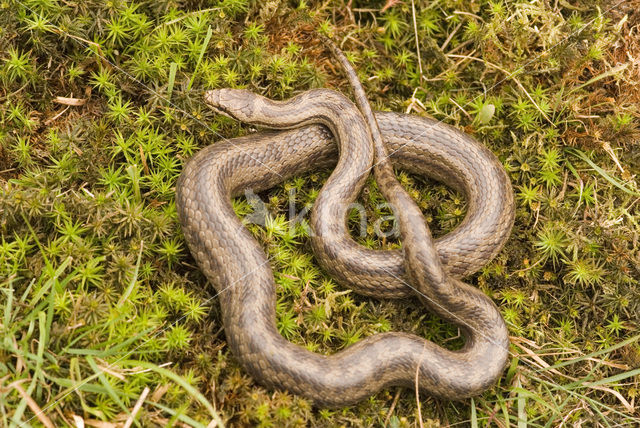 Gladde slang (Coronella austriaca)