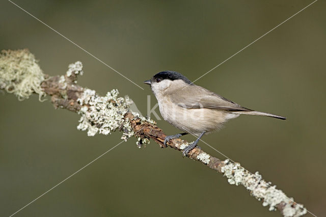 Glanskop (Parus palustris)