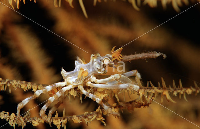 Gorgoon Krab (Xenocarcinus tuberculatus)