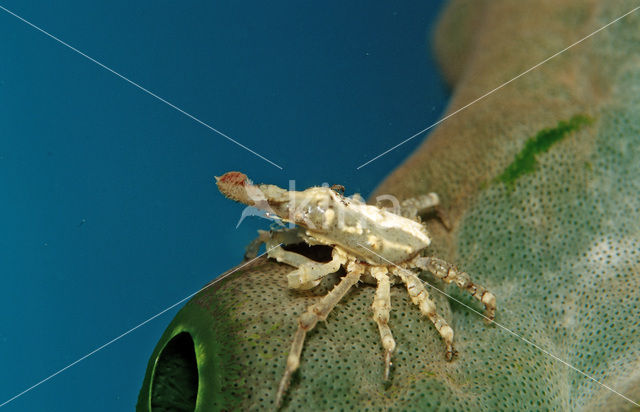 Gorgoon Krab (Xenocarcinus tuberculatus)