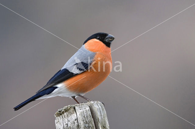 Eurasian Bullfinch (Pyrrhula pyrrhula)