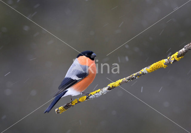 Eurasian Bullfinch (Pyrrhula pyrrhula)