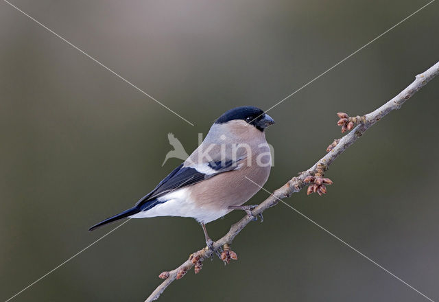 Eurasian Bullfinch (Pyrrhula pyrrhula)