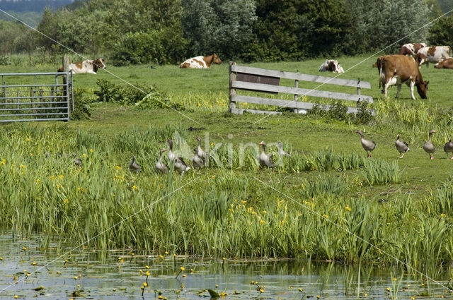 Grauwe Gans (Anser anser)