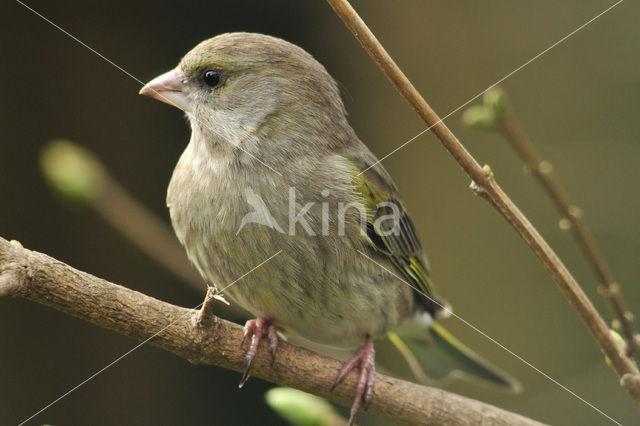 Groenling (Carduelis chloris)