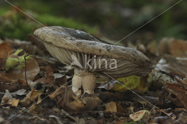 Grofplaatrussula (Russula nigricans)