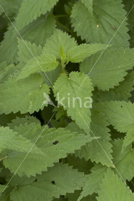 Grote brandnetel (Urtica dioica)