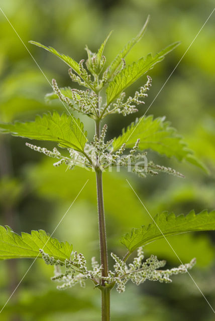 Stinging Nettle (Urtica dioica)