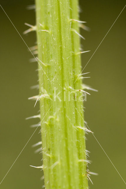 Grote brandnetel (Urtica dioica)