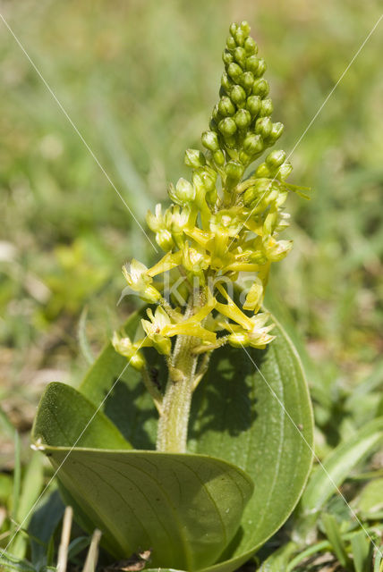 Common Twayblade (Neottia ovata