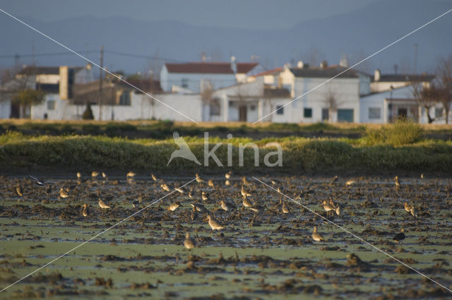 Grutto (Limosa limosa)