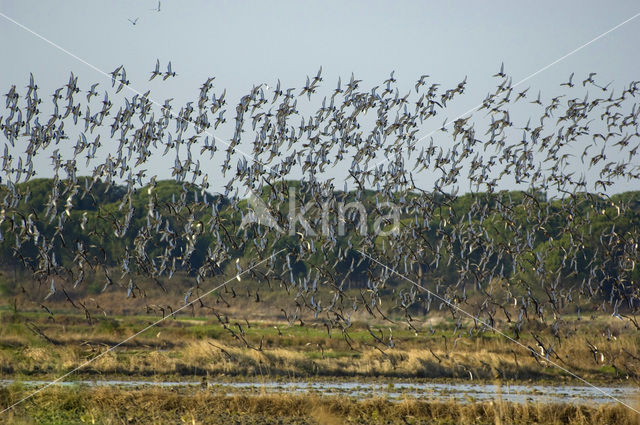 Grutto (Limosa limosa)