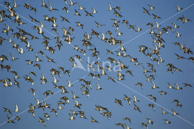 Grutto (Limosa limosa)