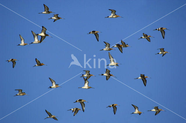 Black-tailed Godwit (Limosa limosa)