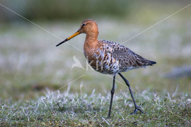 Grutto (Limosa limosa)