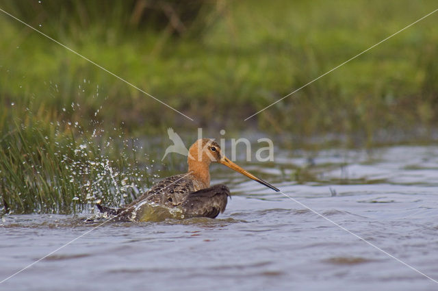 Grutto (Limosa limosa)