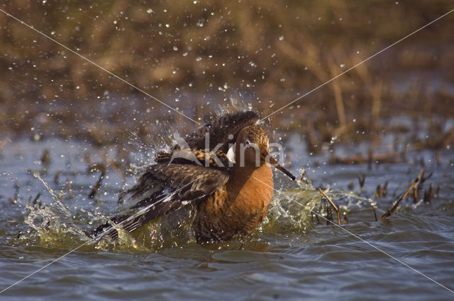 Grutto (Limosa limosa)