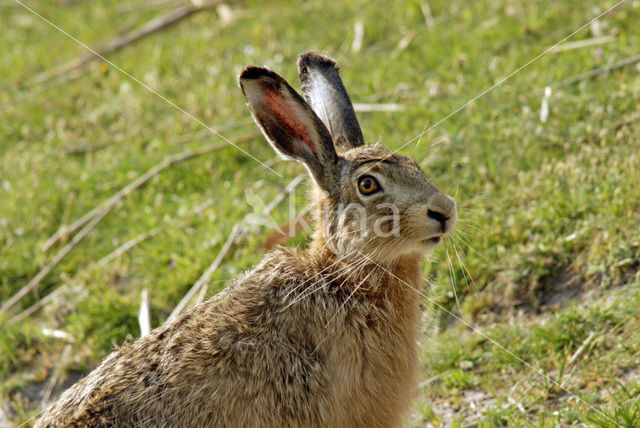 Haas (Lepus europaeus)