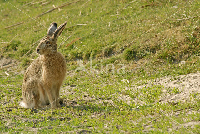 Haas (Lepus europaeus)