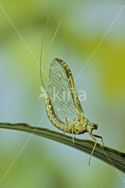 Mayfly