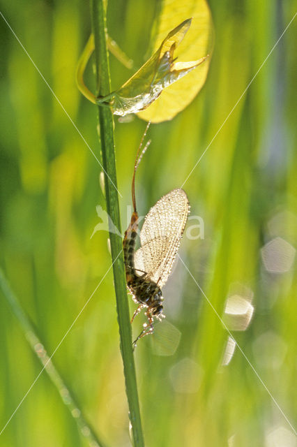 Mayfly